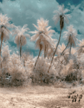 v-srinivasan-gVWE1OBE_Z0-unsplash.png